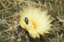 Coryphantha elephantidens subsp. greenwoodii